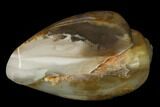 Polished, Chalcedony Replaced Gastropod Fossil - India #133516-1